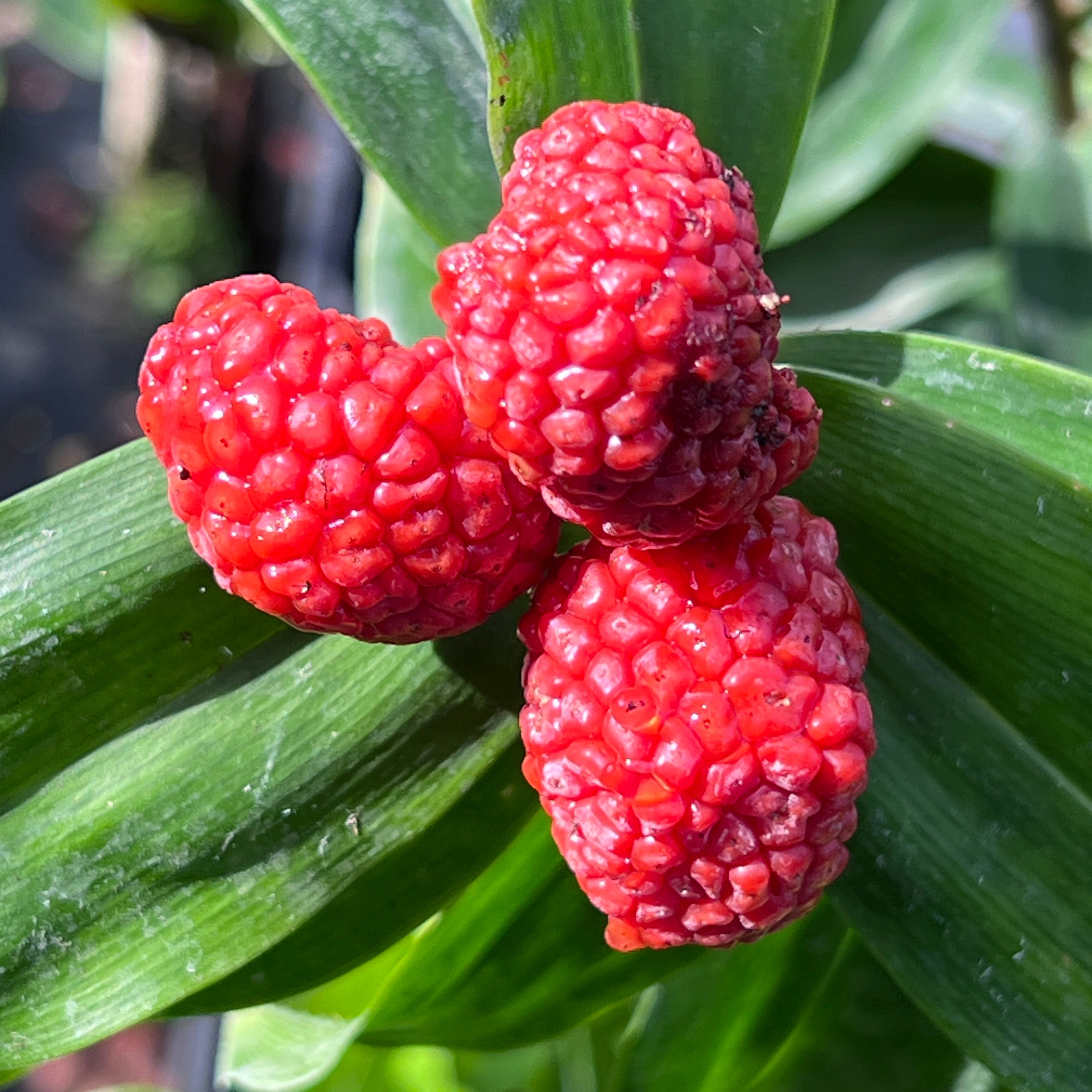 Freycinetia sp. (wide leaf and white bracts)