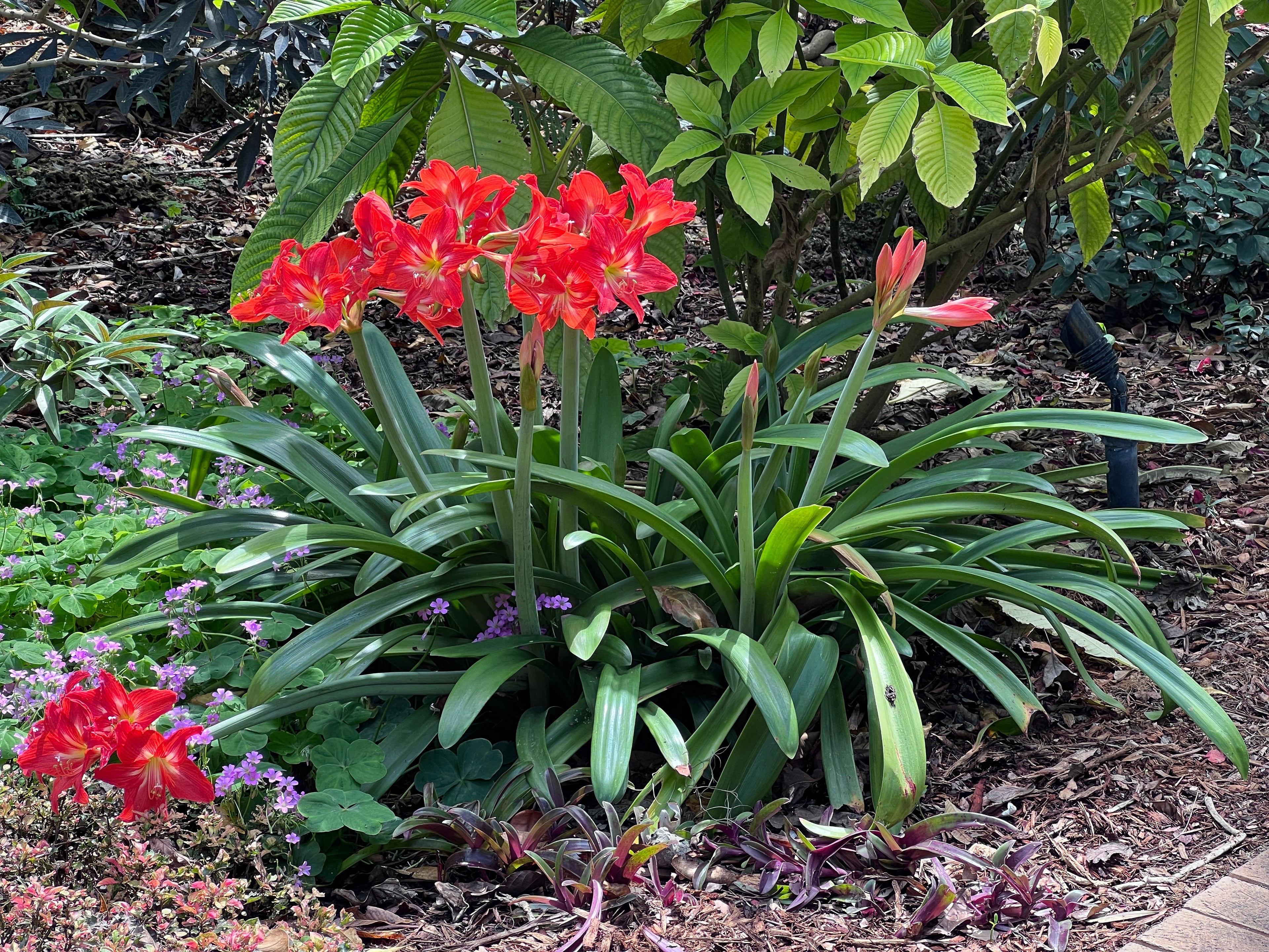 Hippeastrum puniceum (3 gallon)