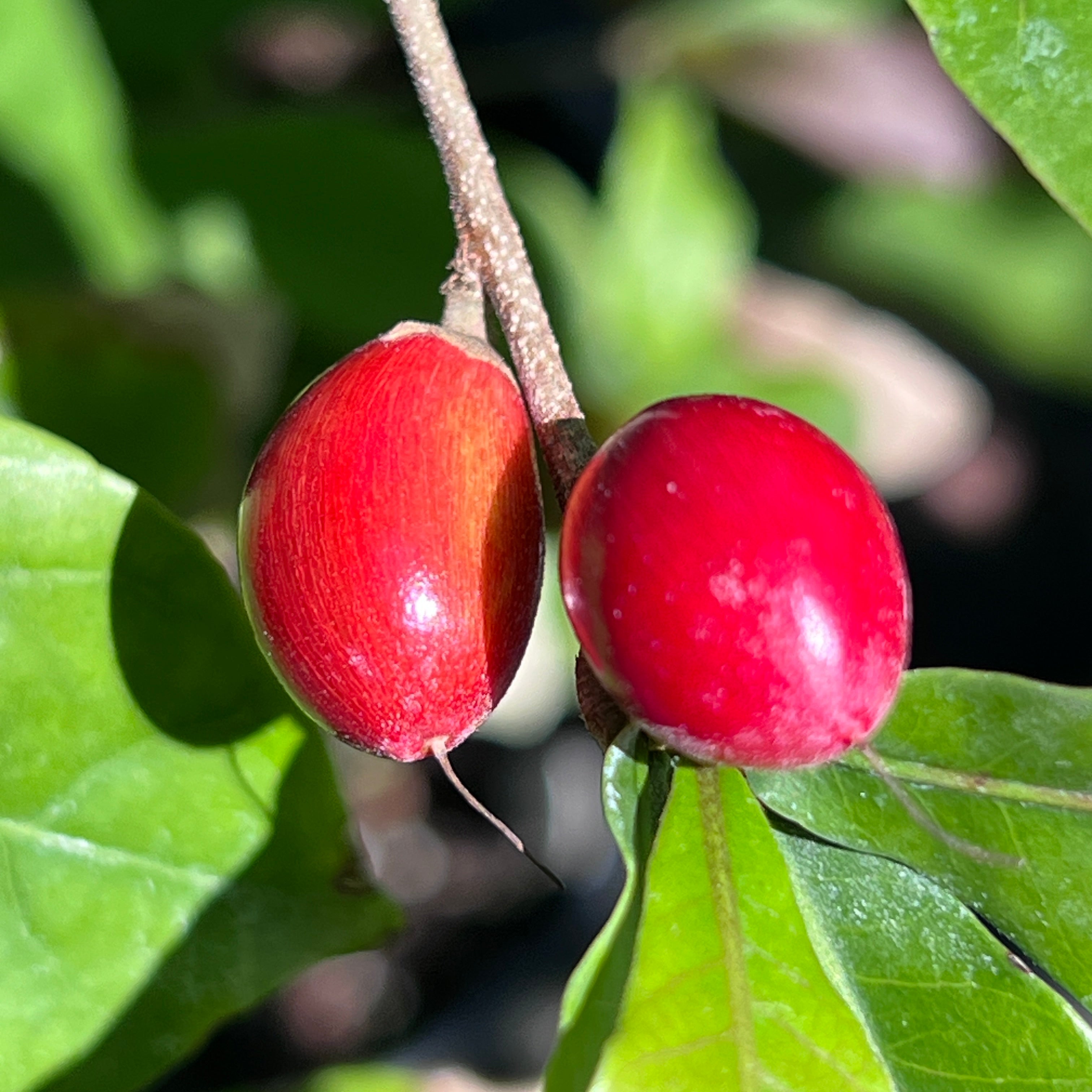 Synsepalum dulcificum