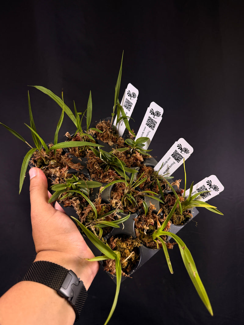 The Million Orchid Project Restoration Kit - South Florida bundle (Tree and Terrestial species)