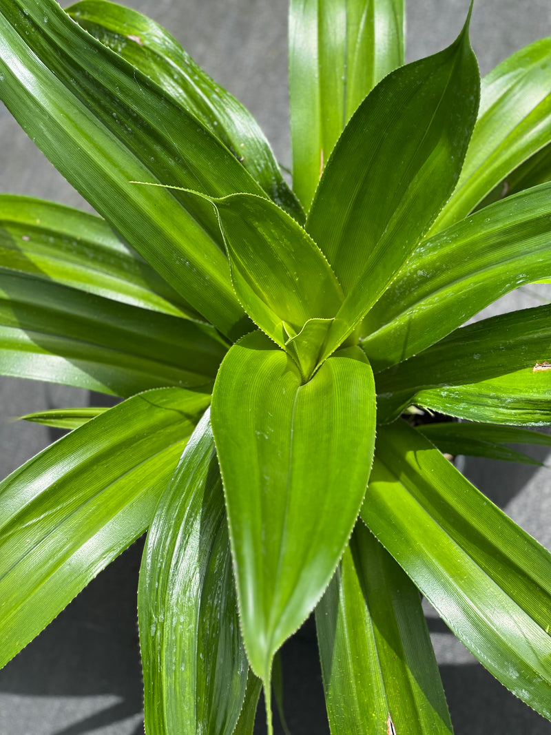 Pandanus dubius