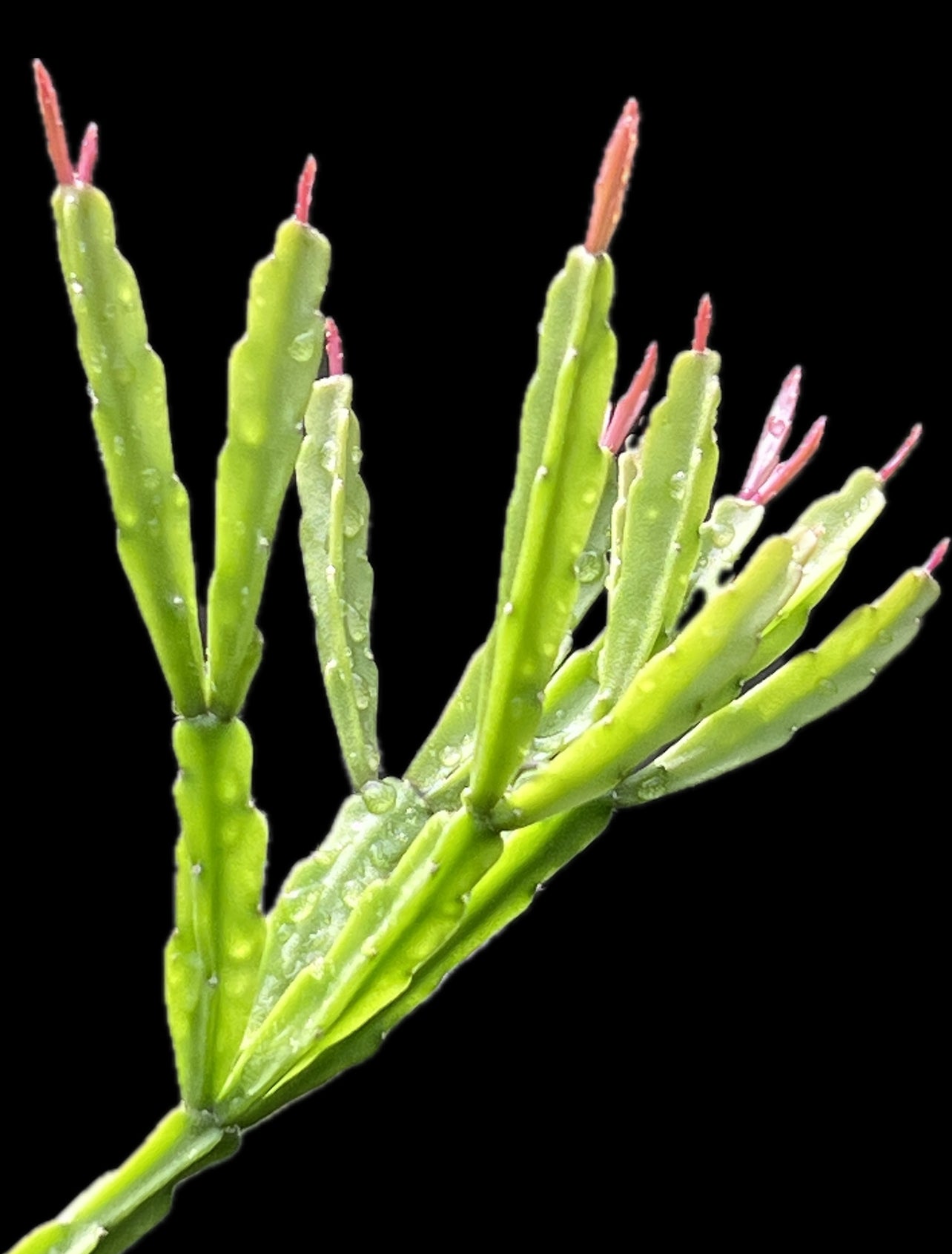 Rhipsalis agudoensis