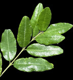 Auerodendron northropianum