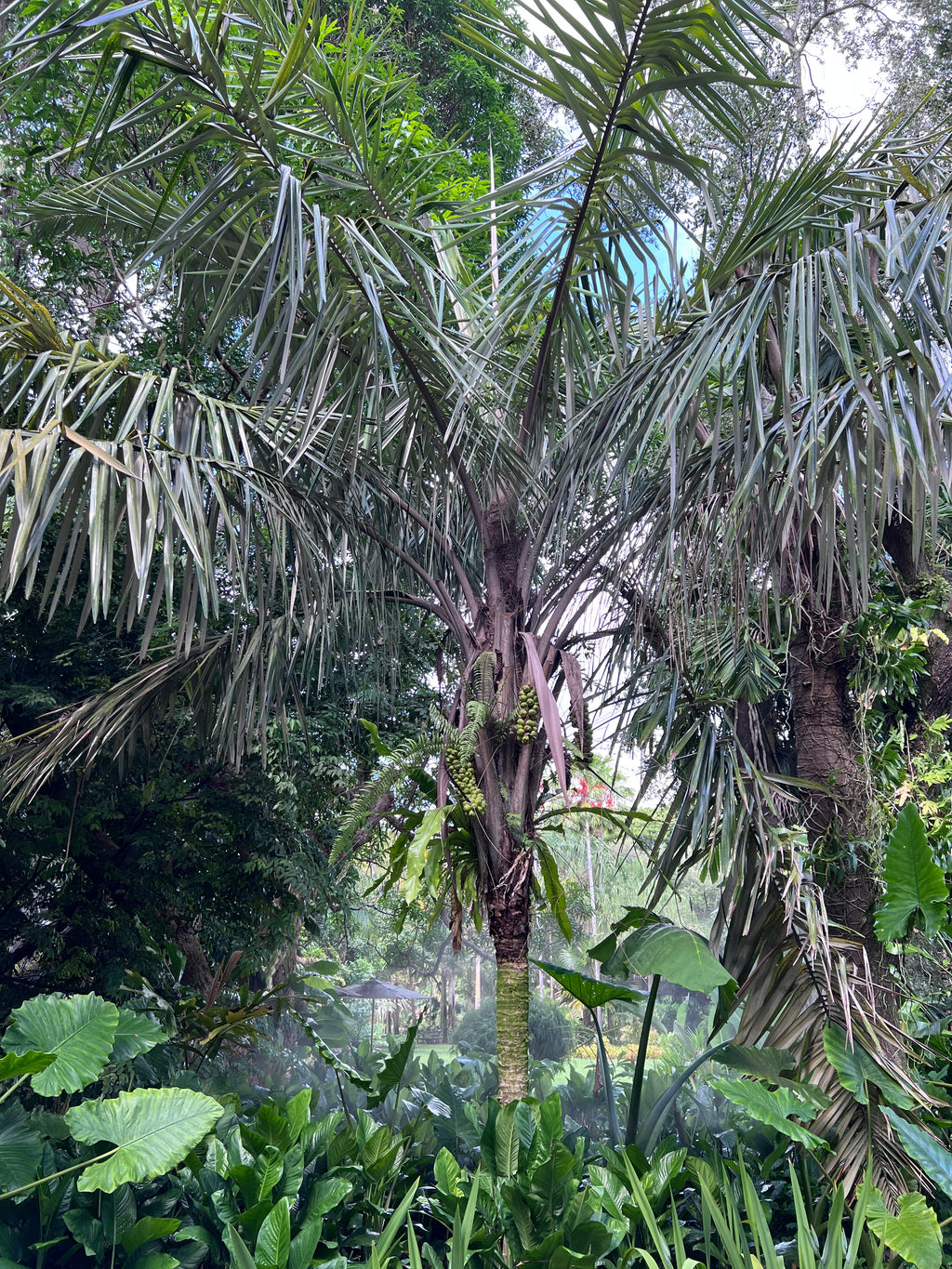 Allagoptera caudescens