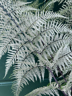 Pityrogramma calomelanos