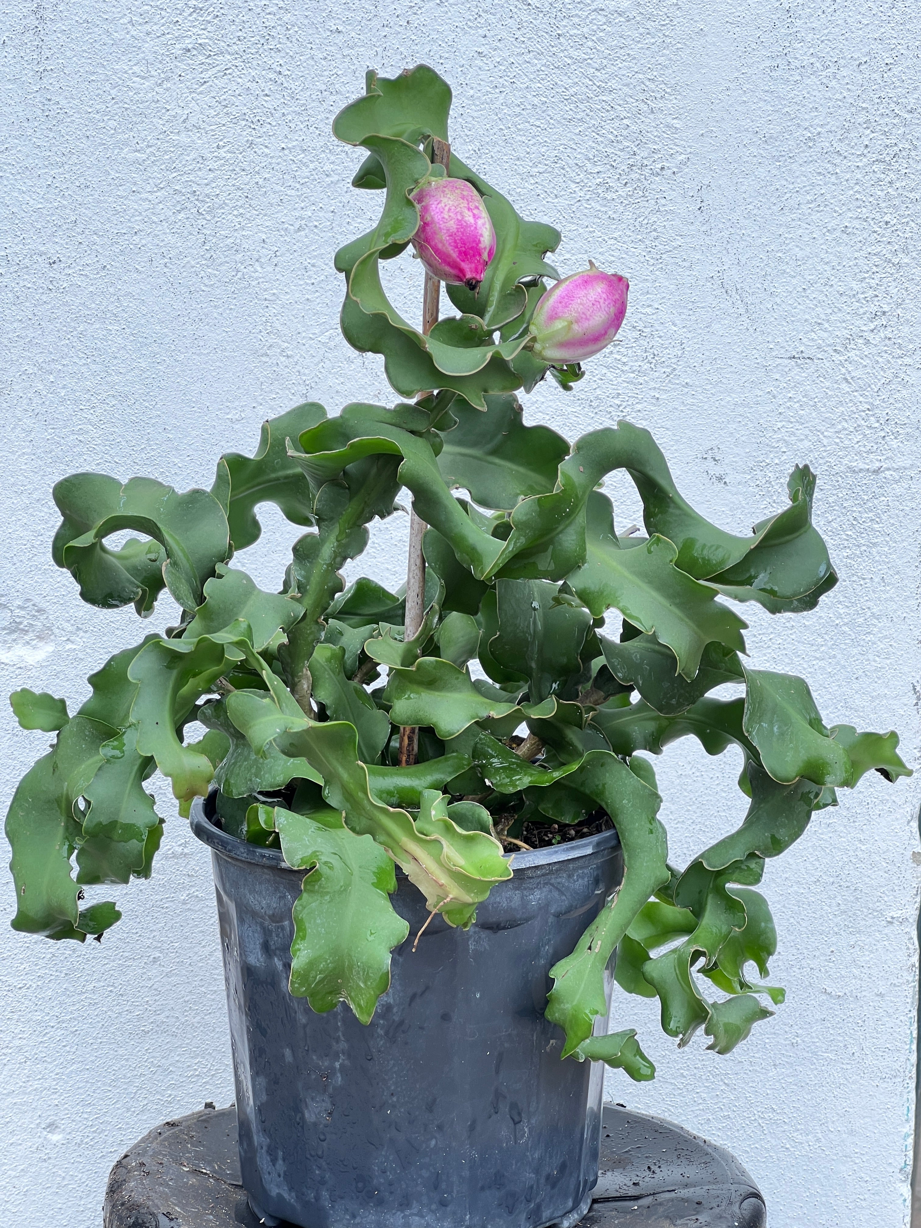 Epiphyllum guatemalense f. monstrosa