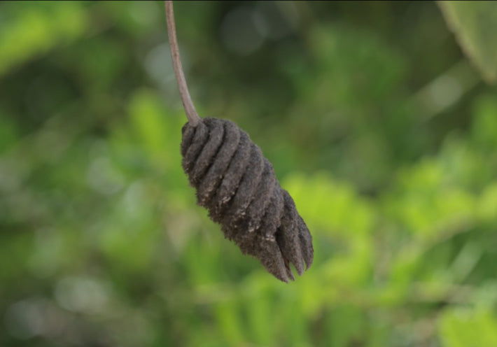 Helicteres jamaicensis