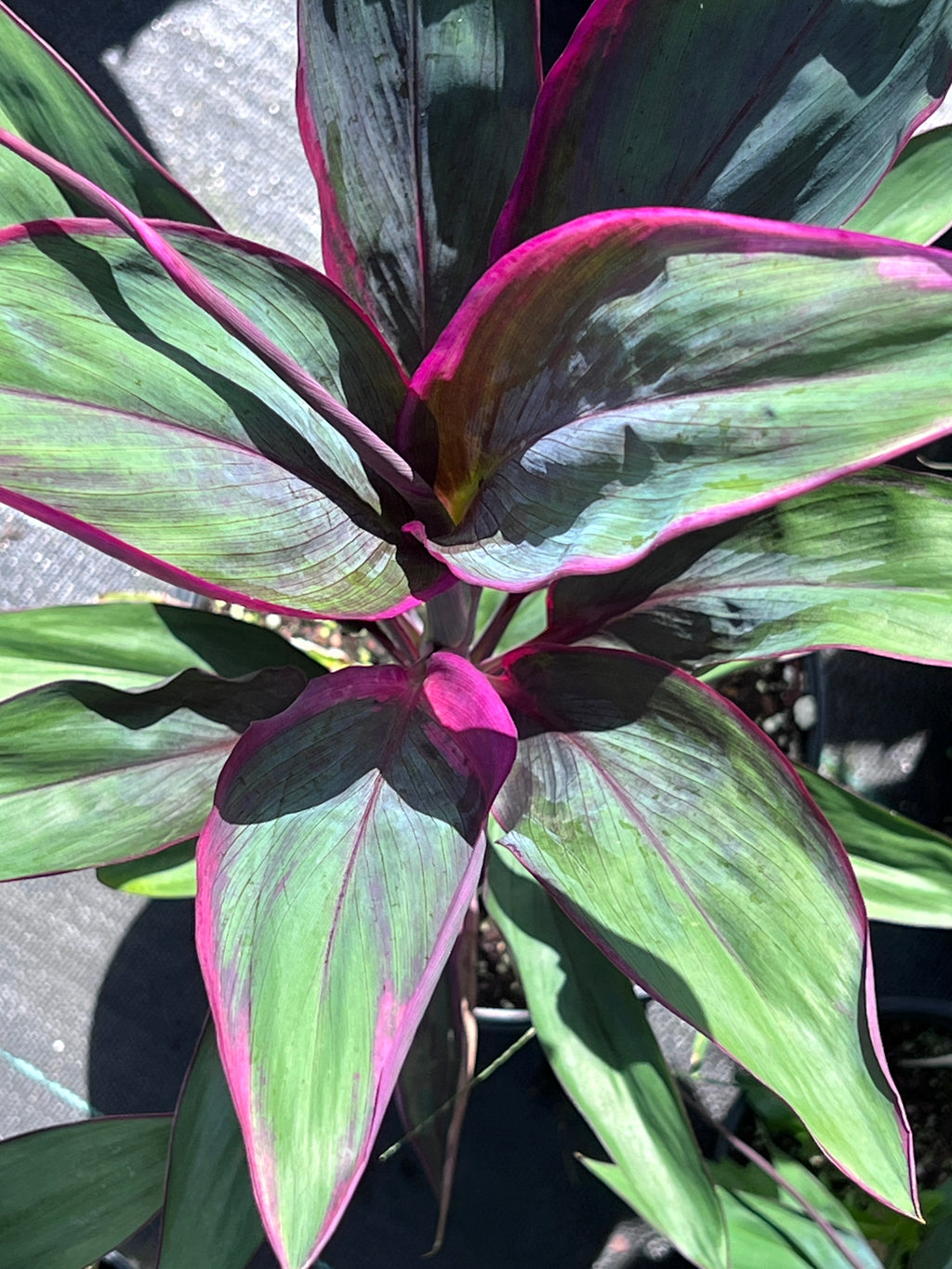 Cordyline fruticosa 'Purple Prince'