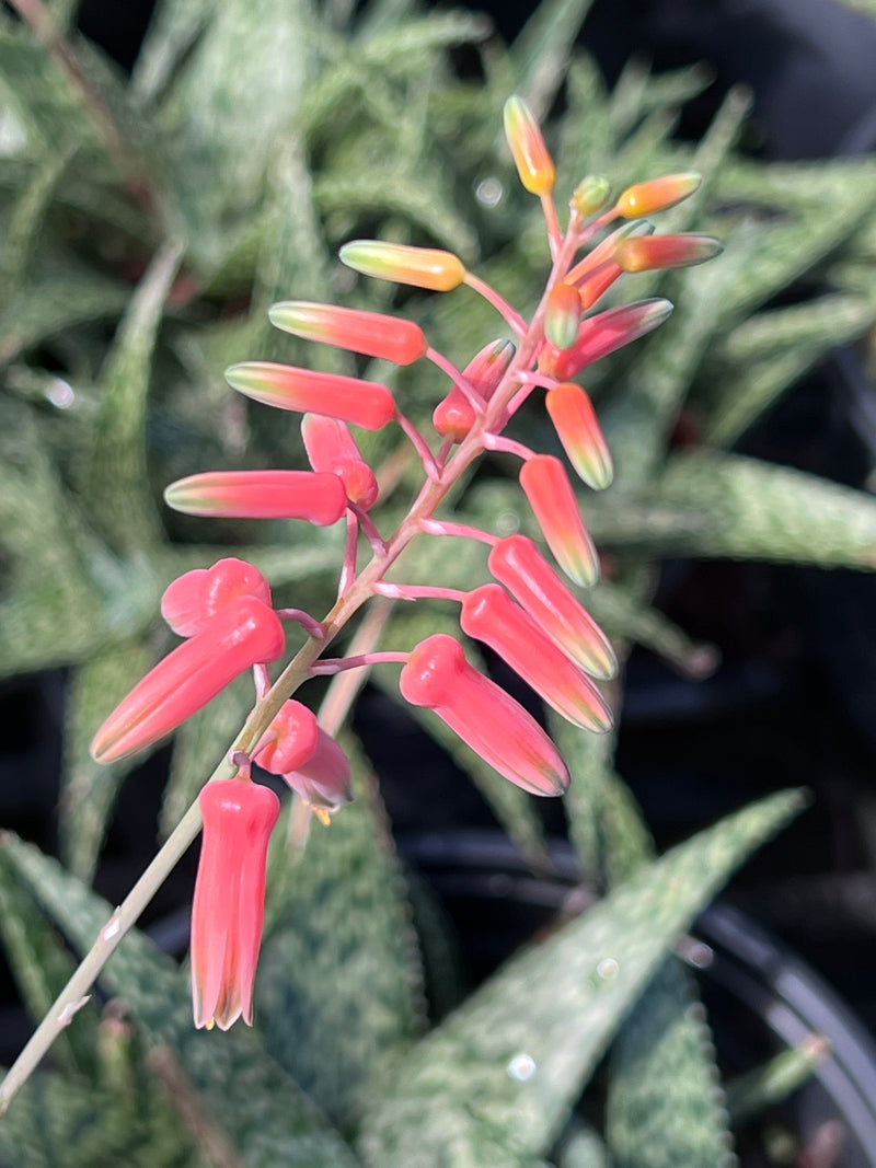 Aloe hybrid