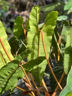 Philodendron billietiae