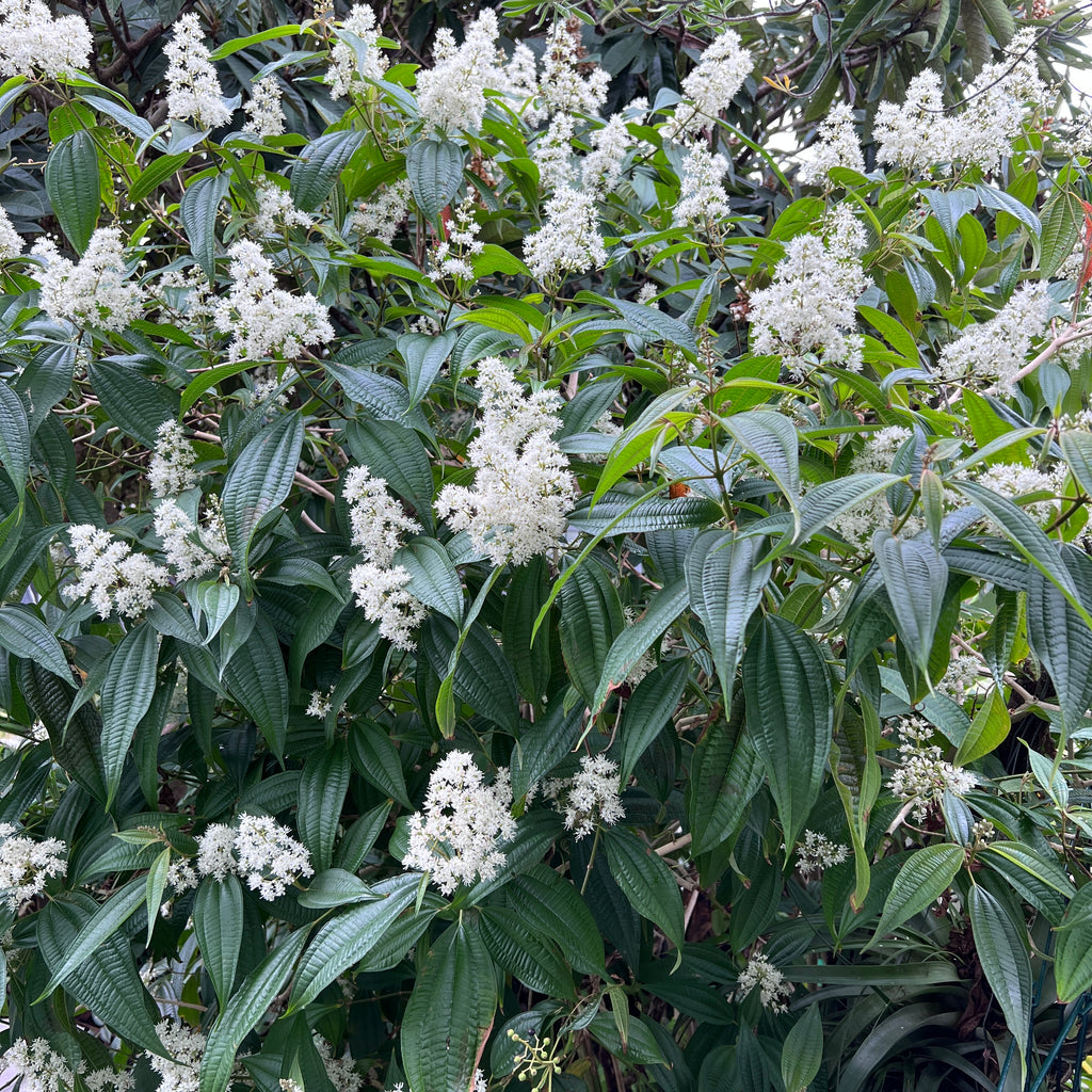 Miconia laevigata