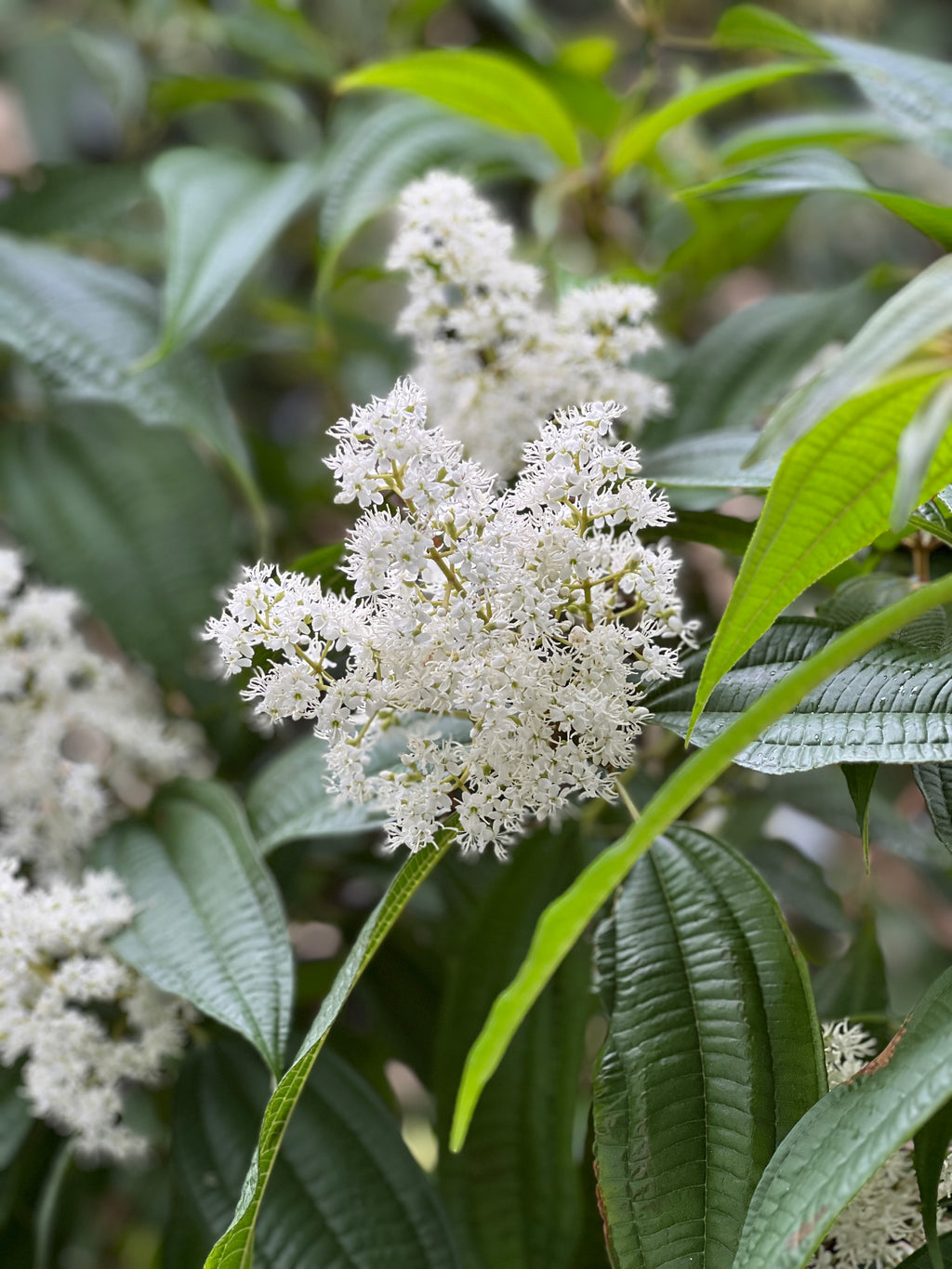 Miconia laevigata