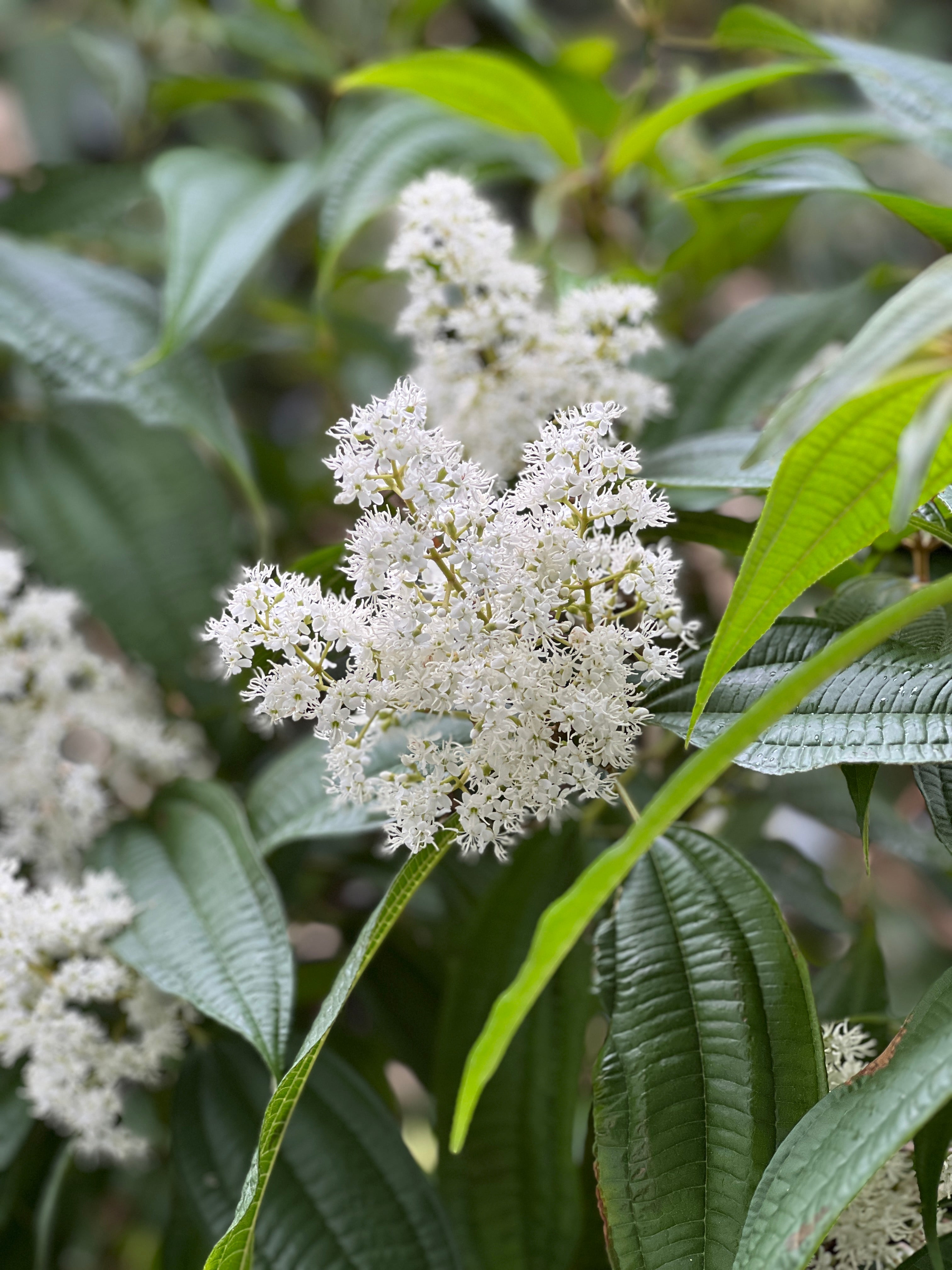 Miconia laevigata