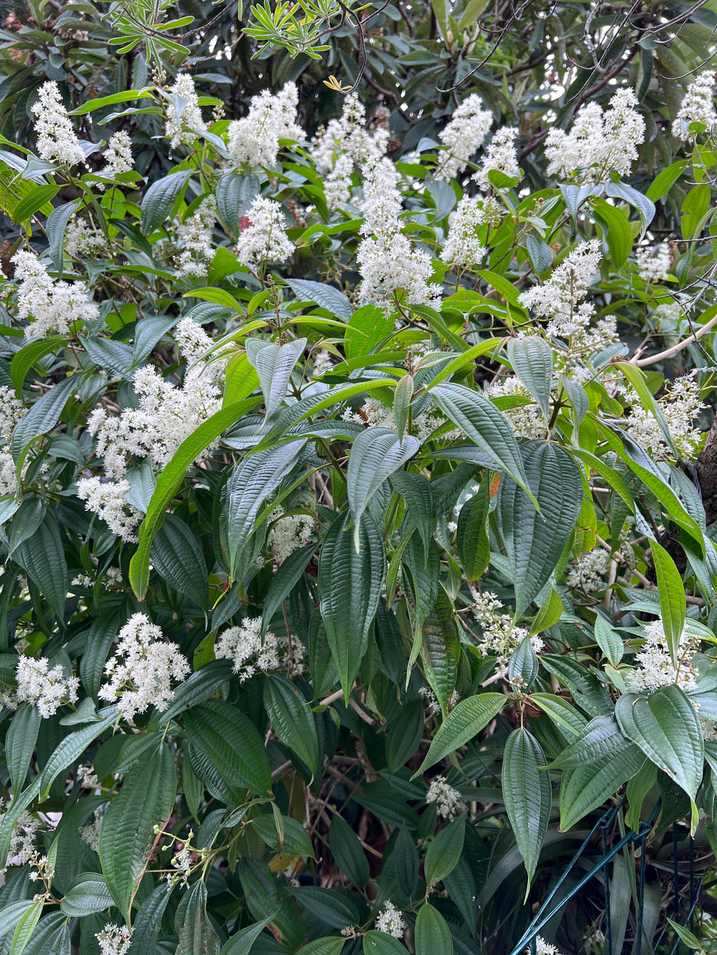 Miconia laevigata