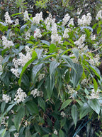 Miconia laevigata