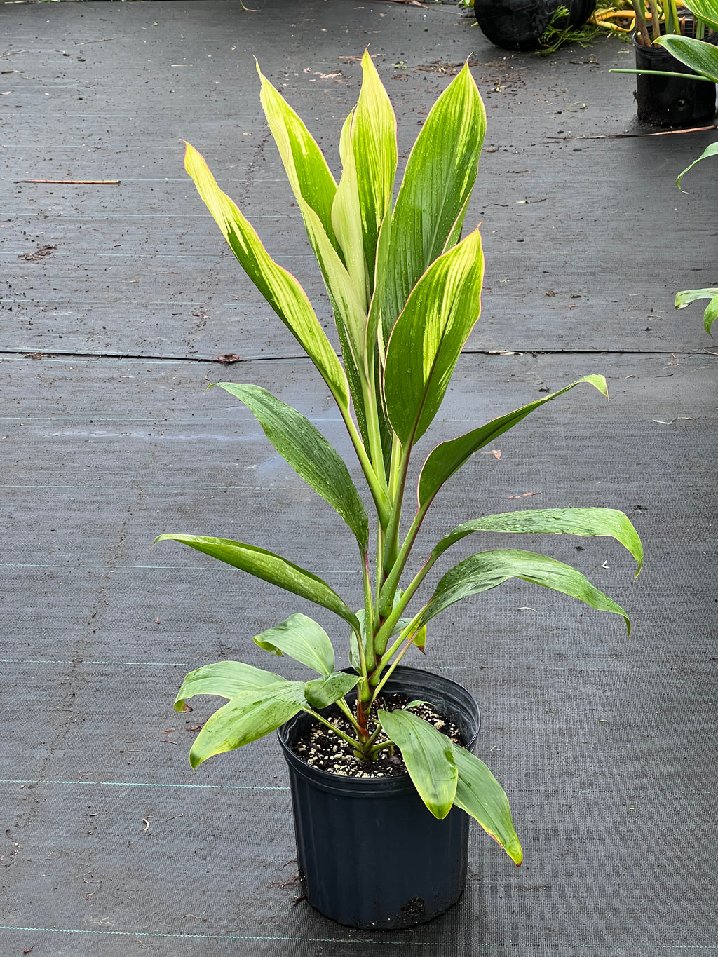 Cordyline fruticosa (delicate pink edge)
