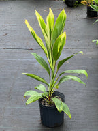 Cordyline fruticosa (delicate pink edge)