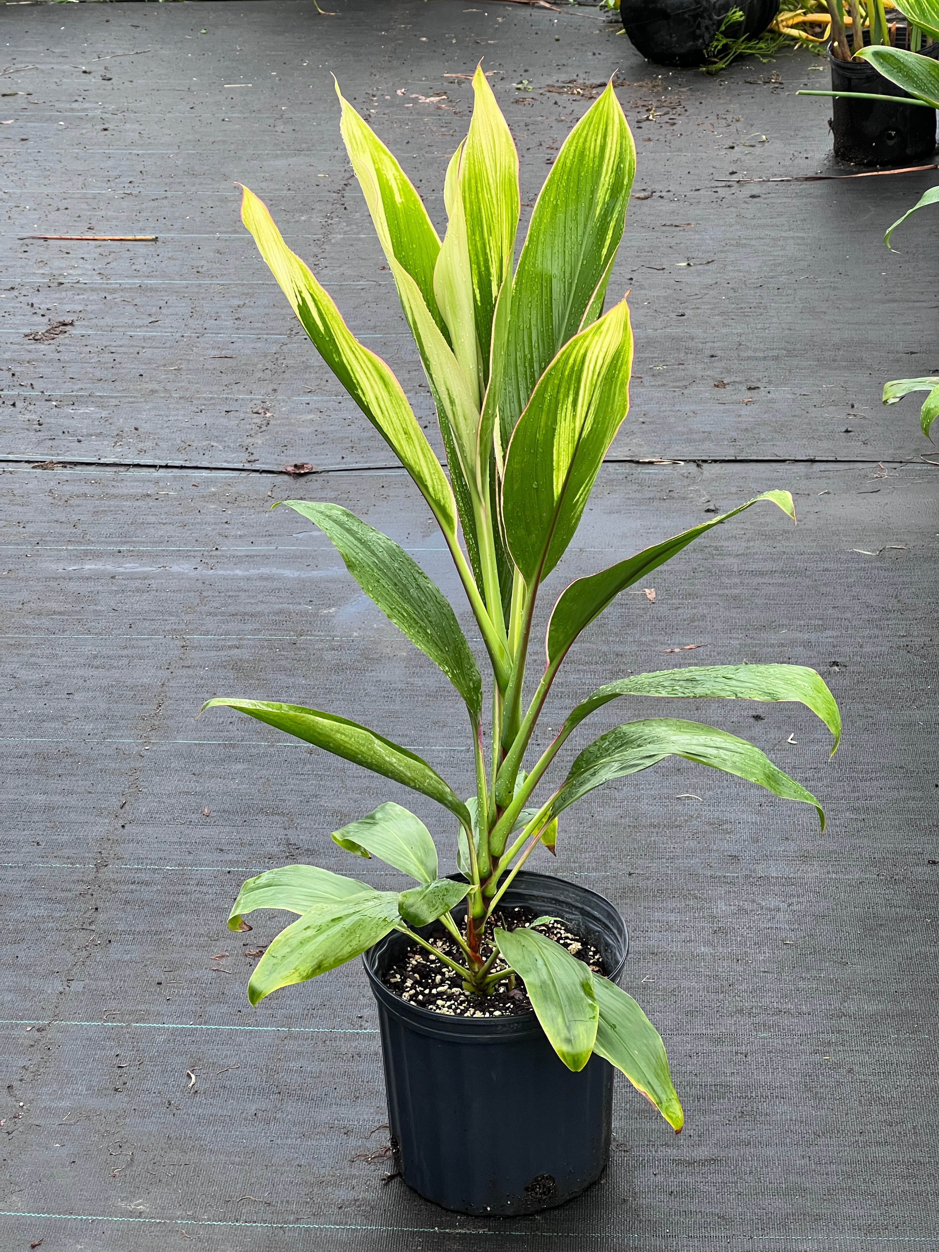 Cordyline fruticosa (delicate pink edge)