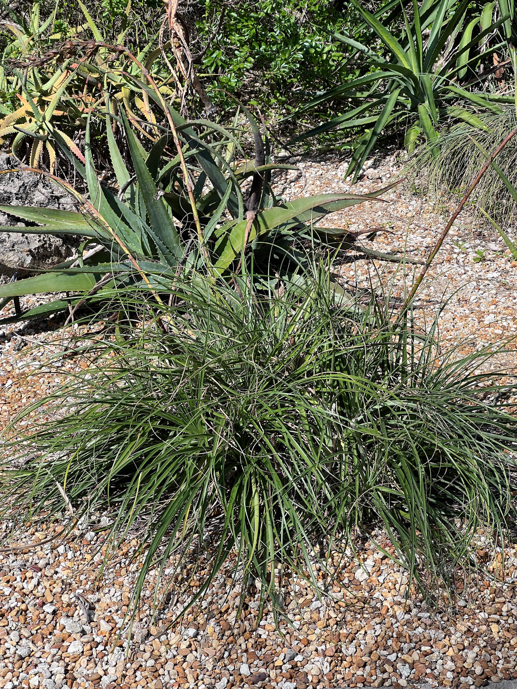 Puya mirabilis