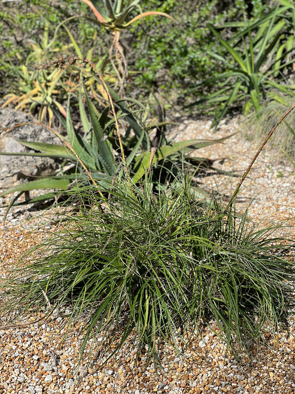 Puya mirabilis