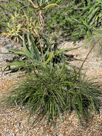 Puya mirabilis