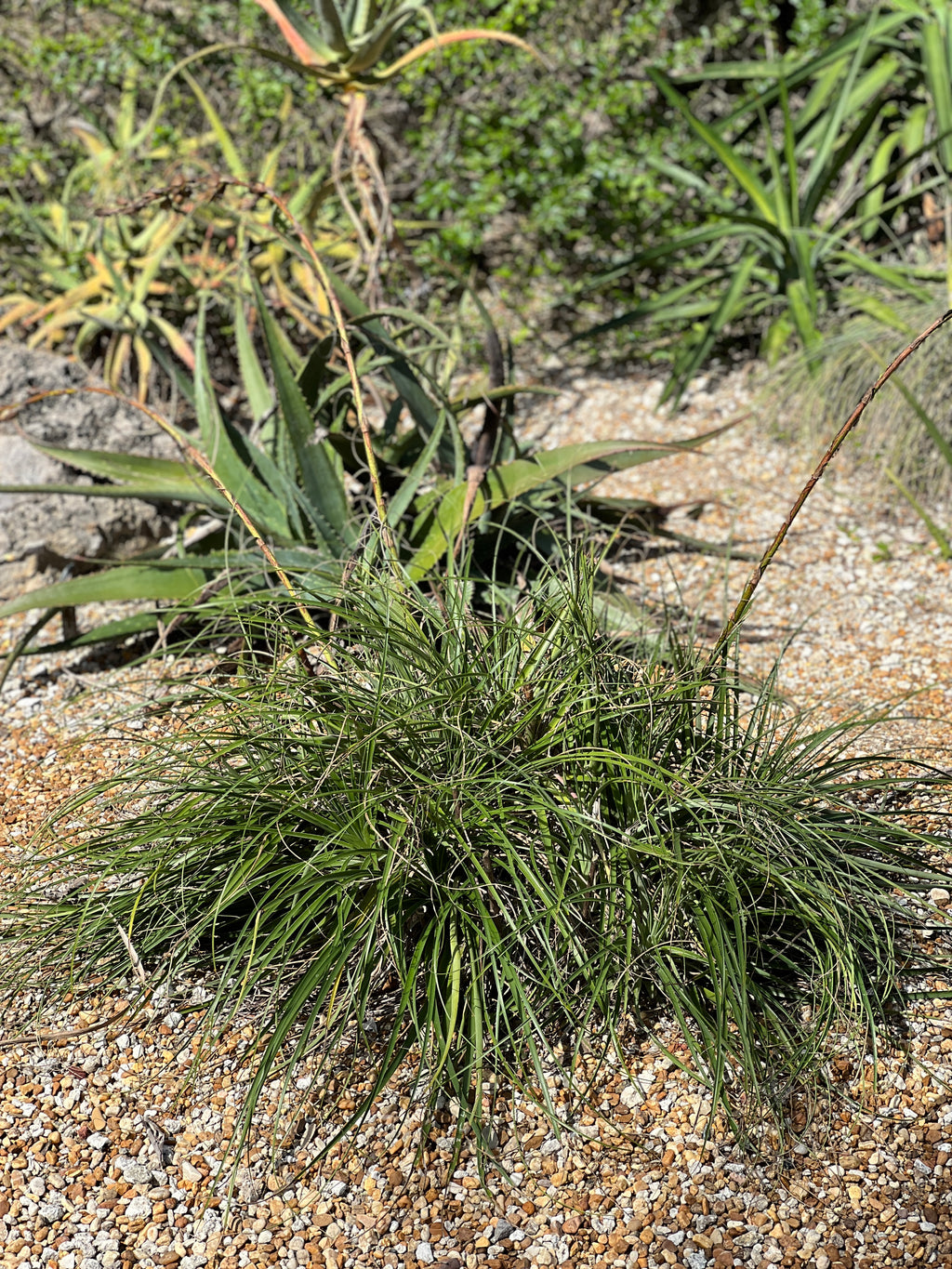 Puya mirabilis