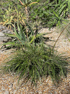 Puya mirabilis