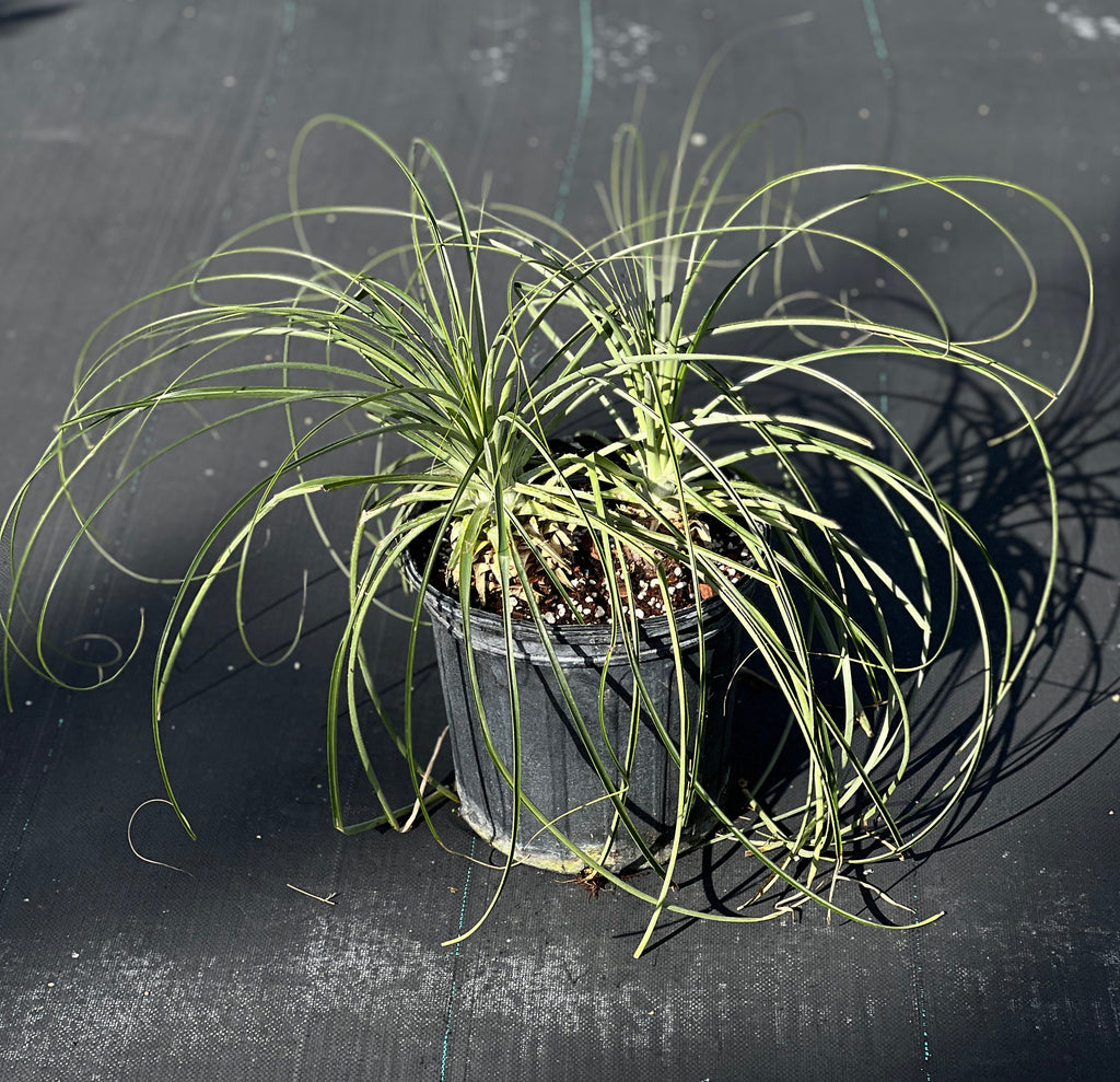Puya mirabilis