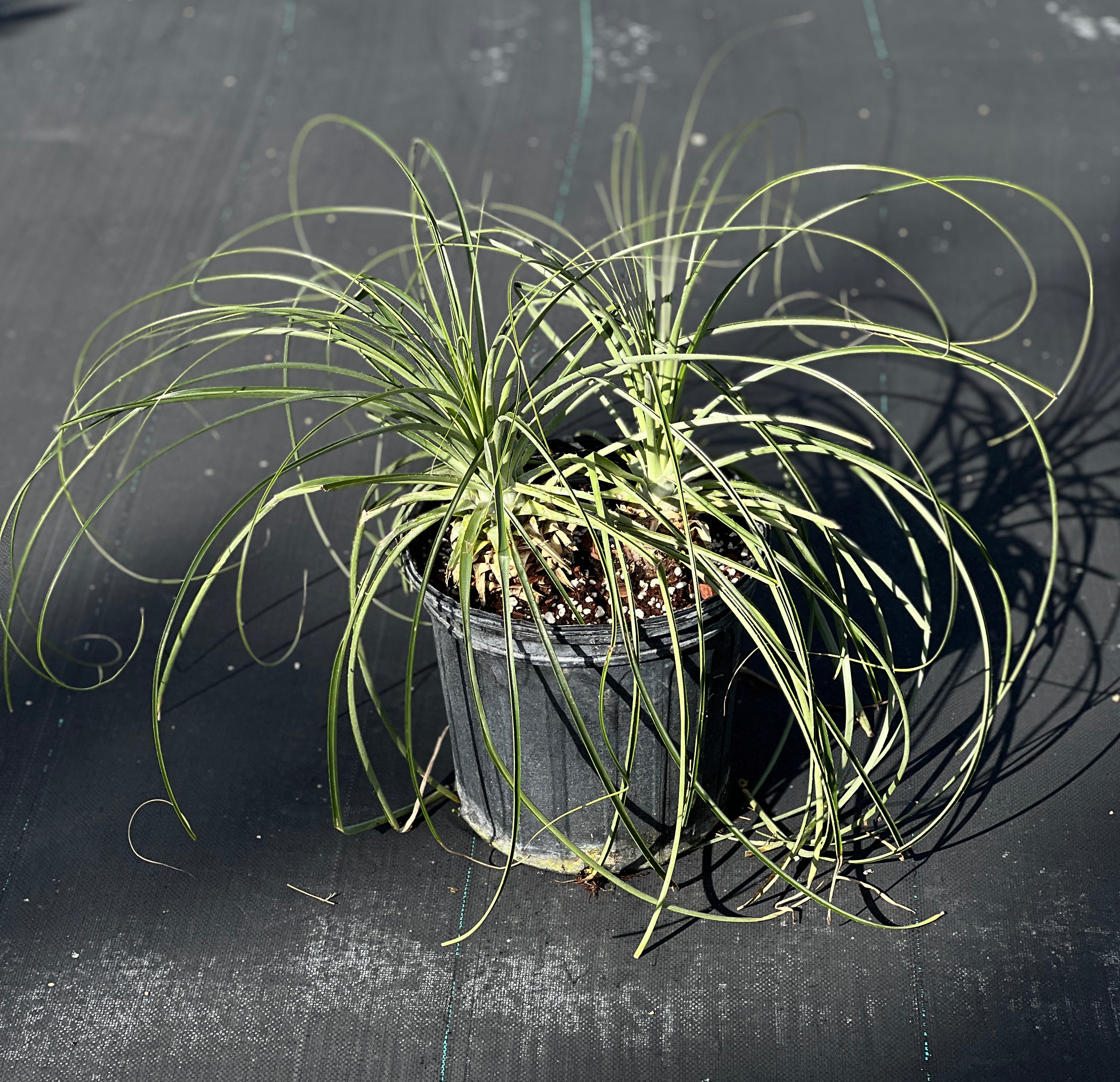 Puya mirabilis