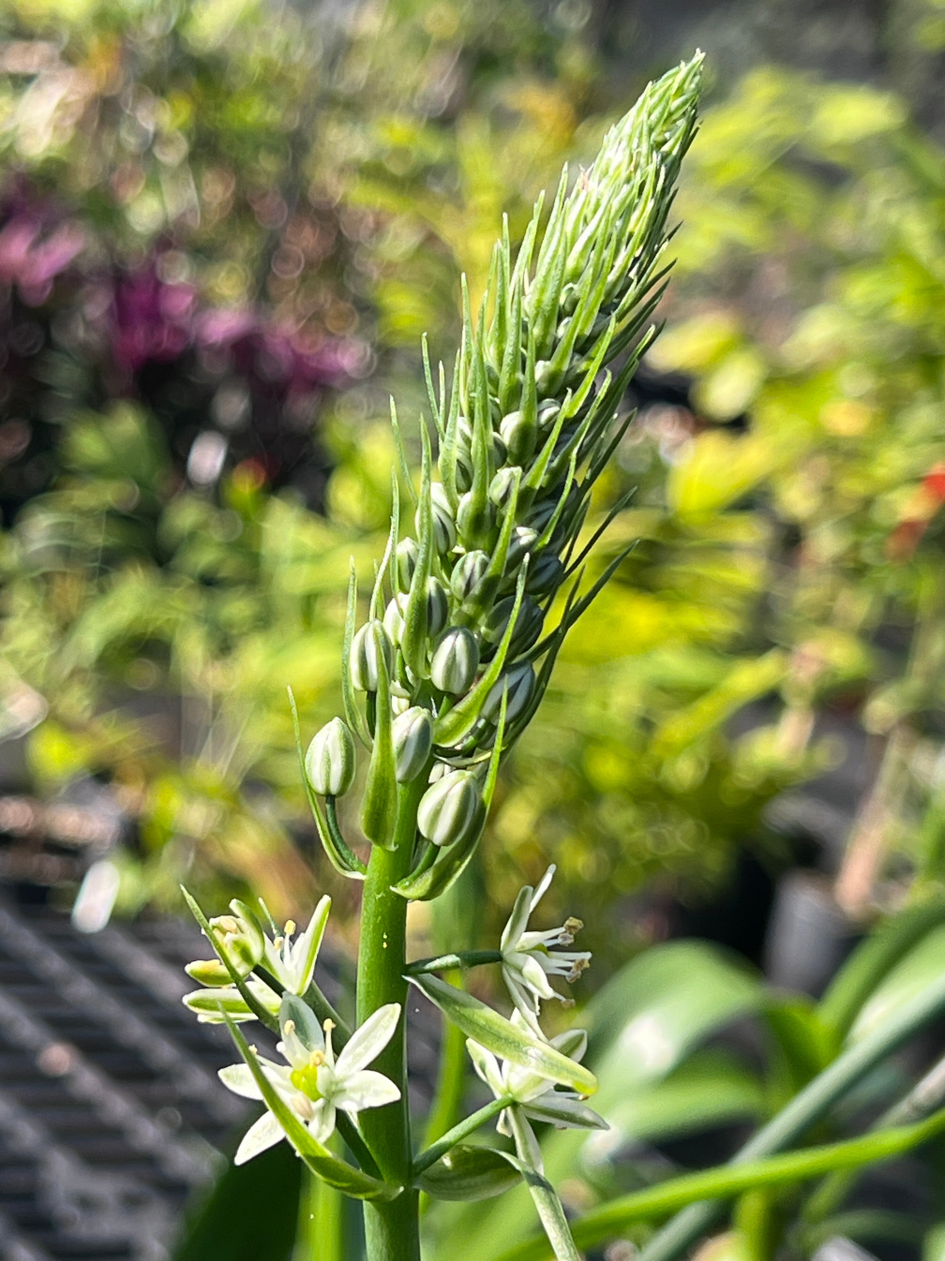 Albuca bracteata