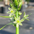Albuca bracteata