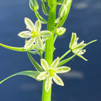 Albuca bracteata