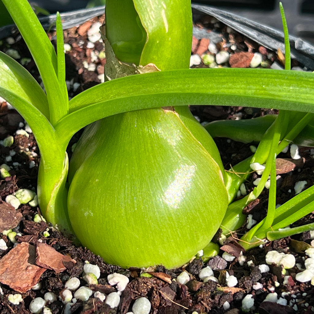 Albuca bracteata