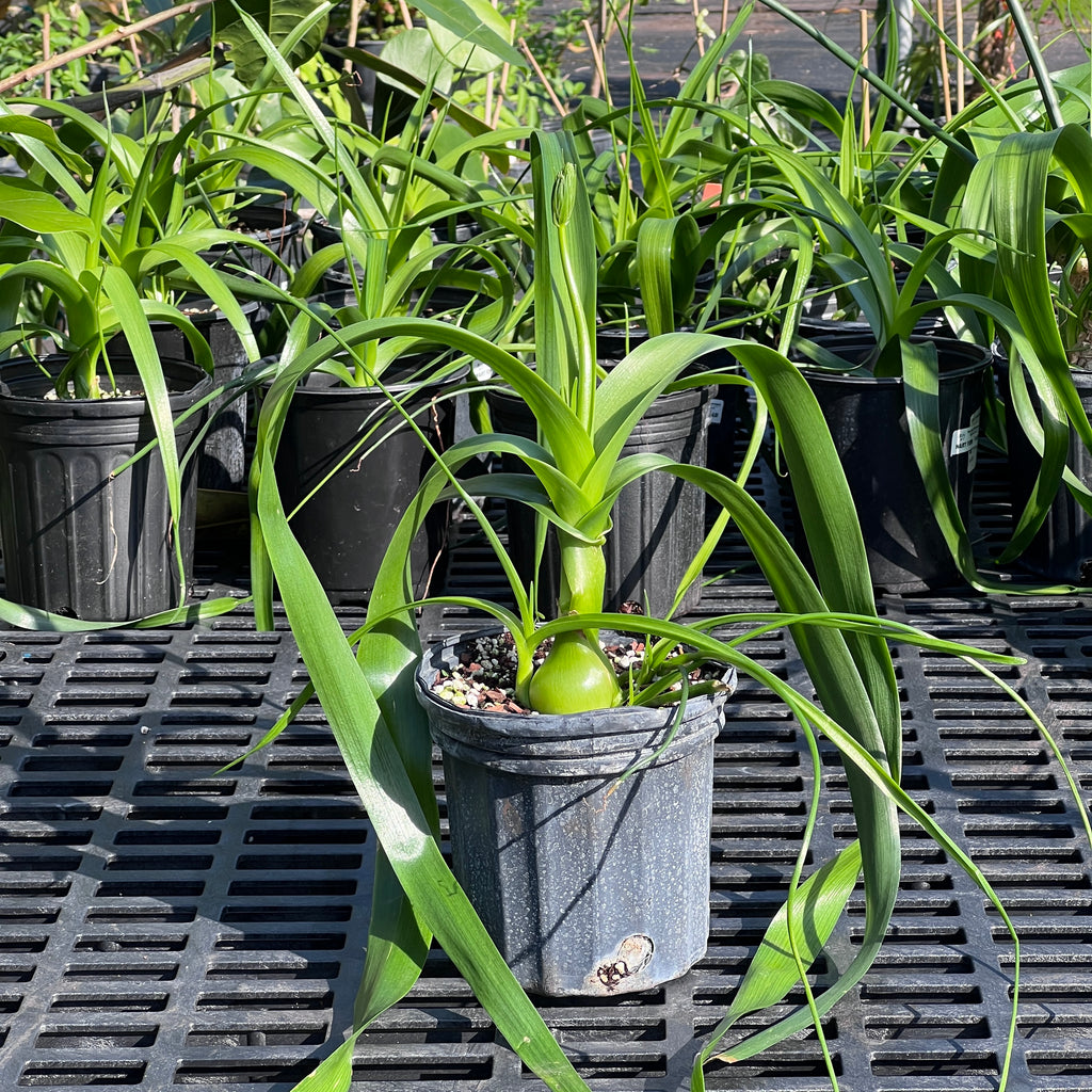 Albuca bracteata