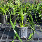 Albuca bracteata
