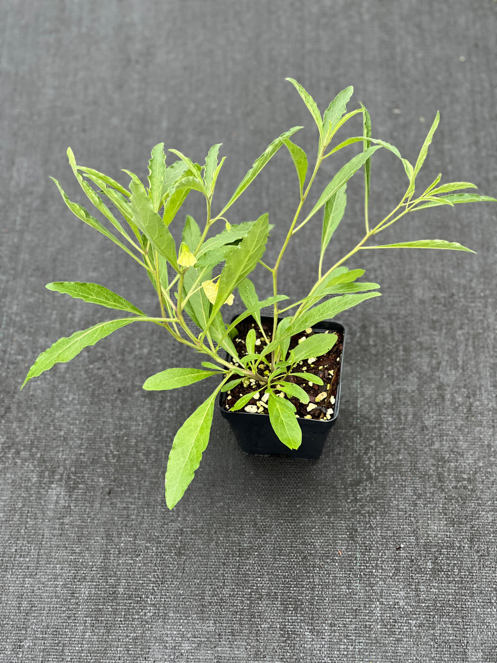 Physalis walteri
