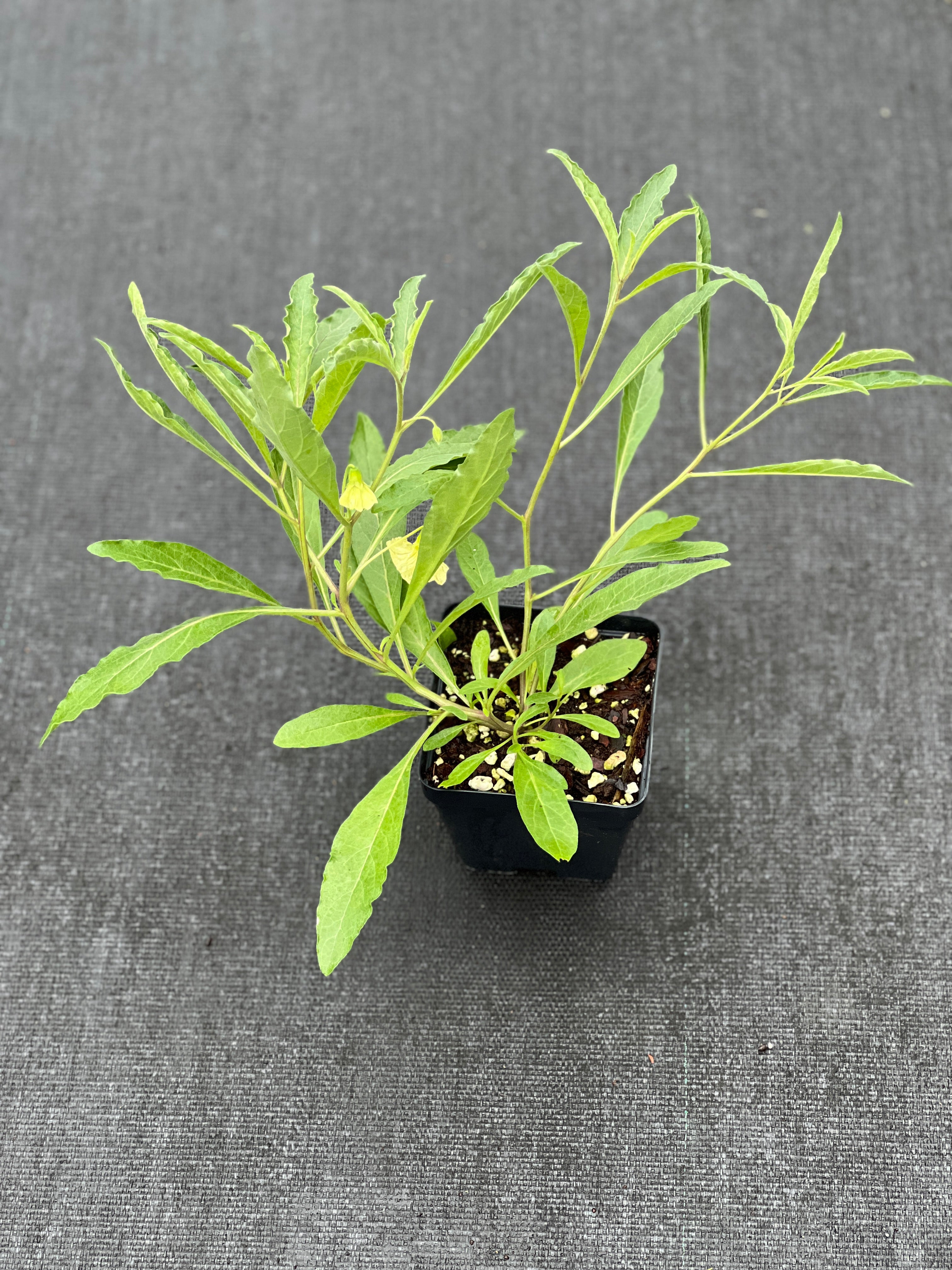 Physalis walteri