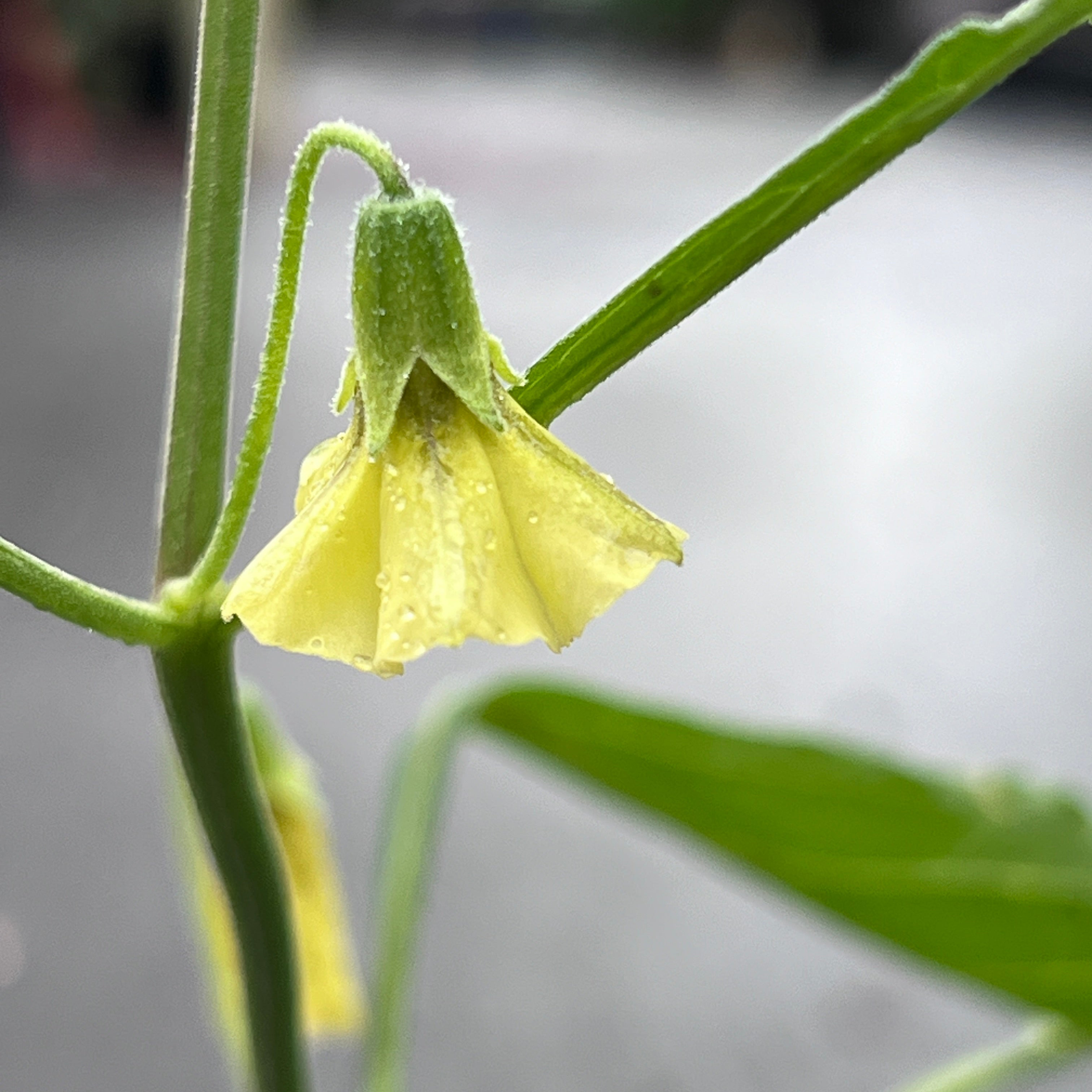 Physalis walteri