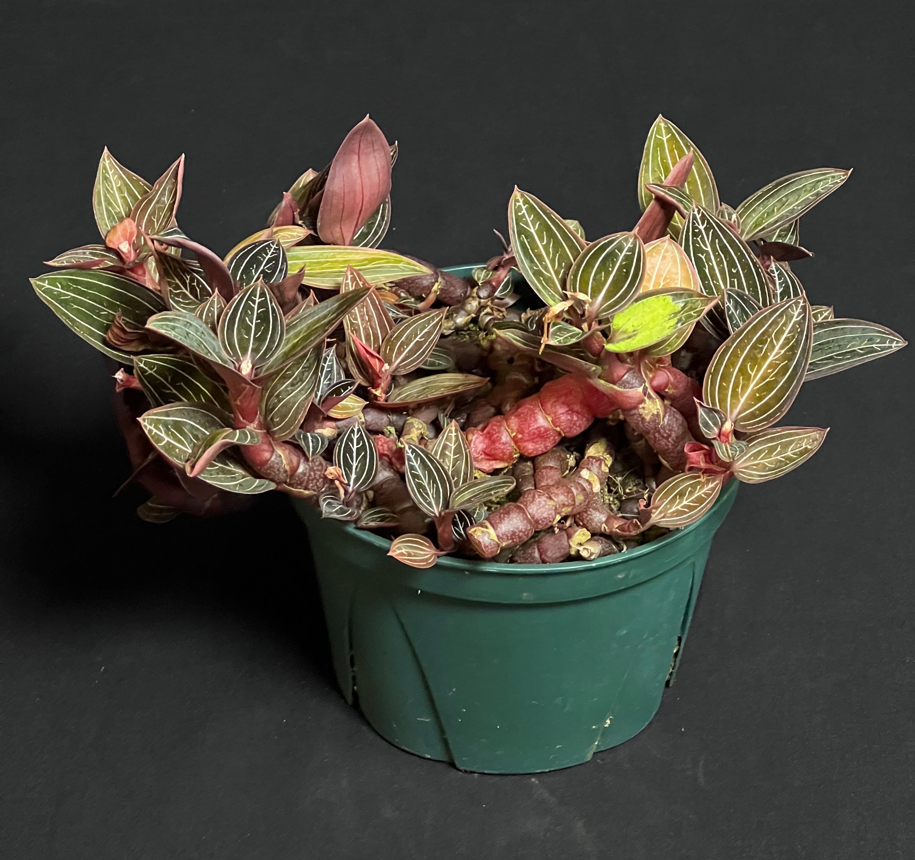 Ludisia sp. 'Jewel Orchid'