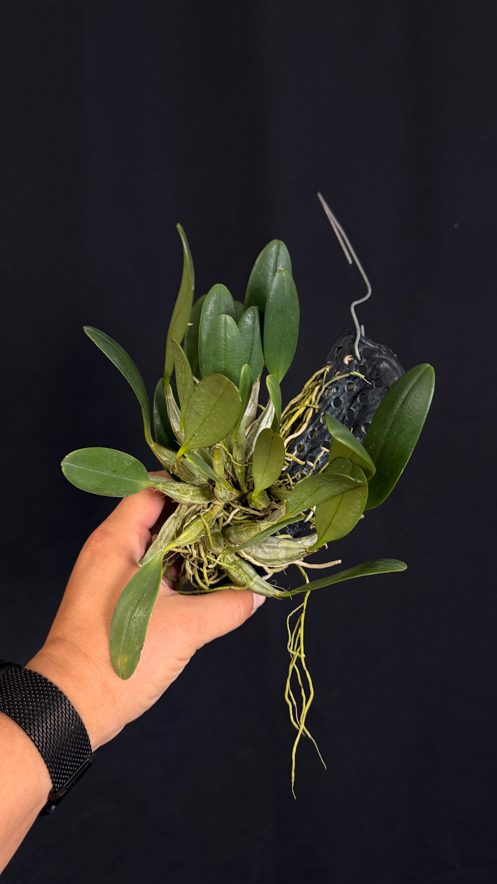 Dendrobium lindleyi
