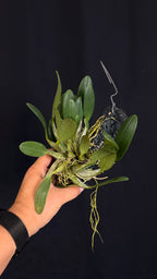 Dendrobium lindleyi