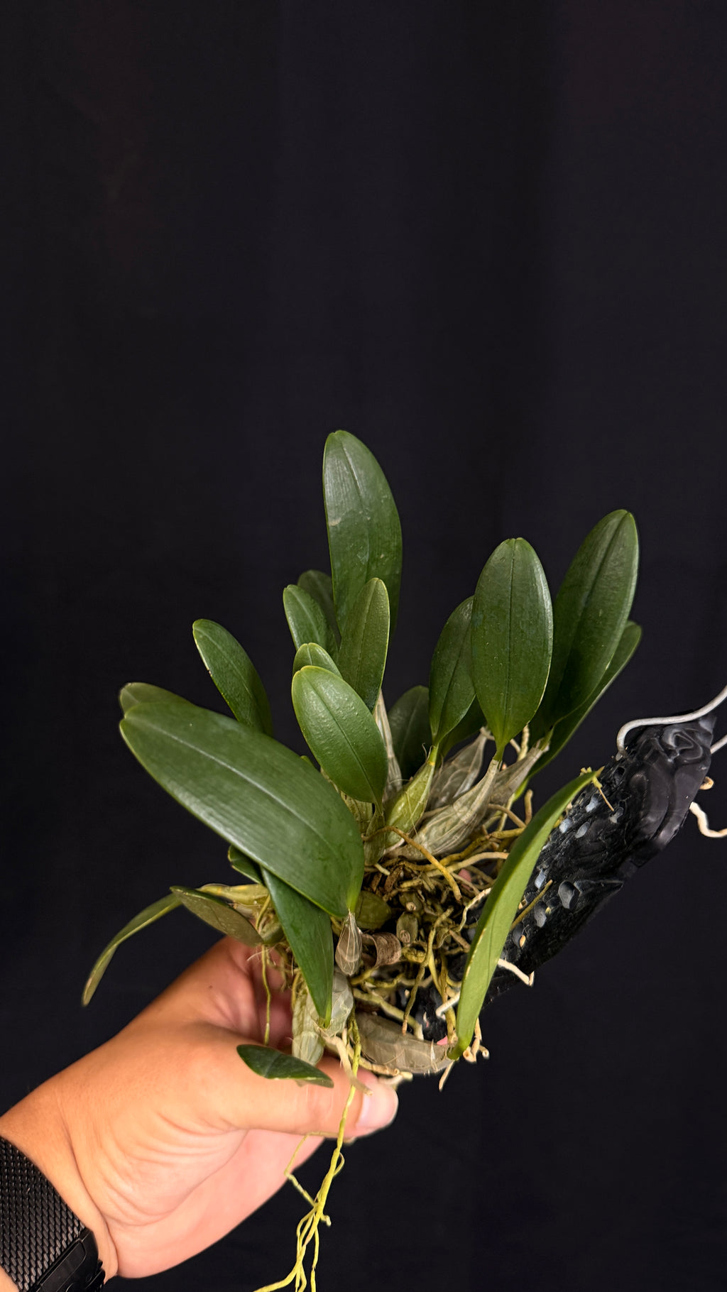 Dendrobium lindleyi