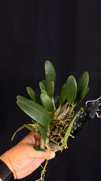 Dendrobium lindleyi