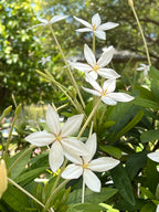 Alibertia sp. 'Shooting Star'