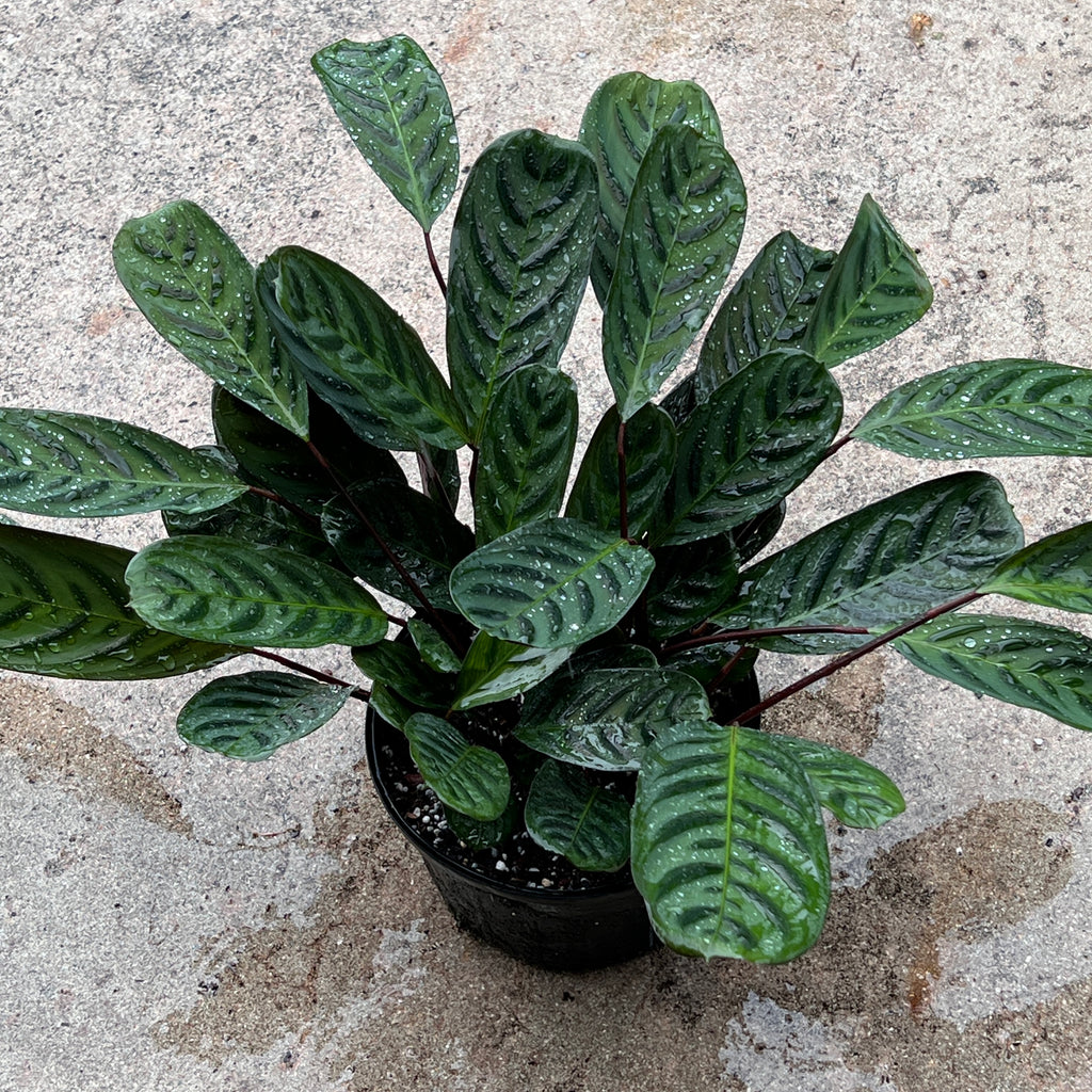 Ctenanthe burle-marxii var. obscura