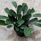 Ctenanthe burle-marxii var. obscura