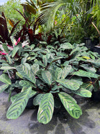 Ctenanthe burle-marxii var. obscura