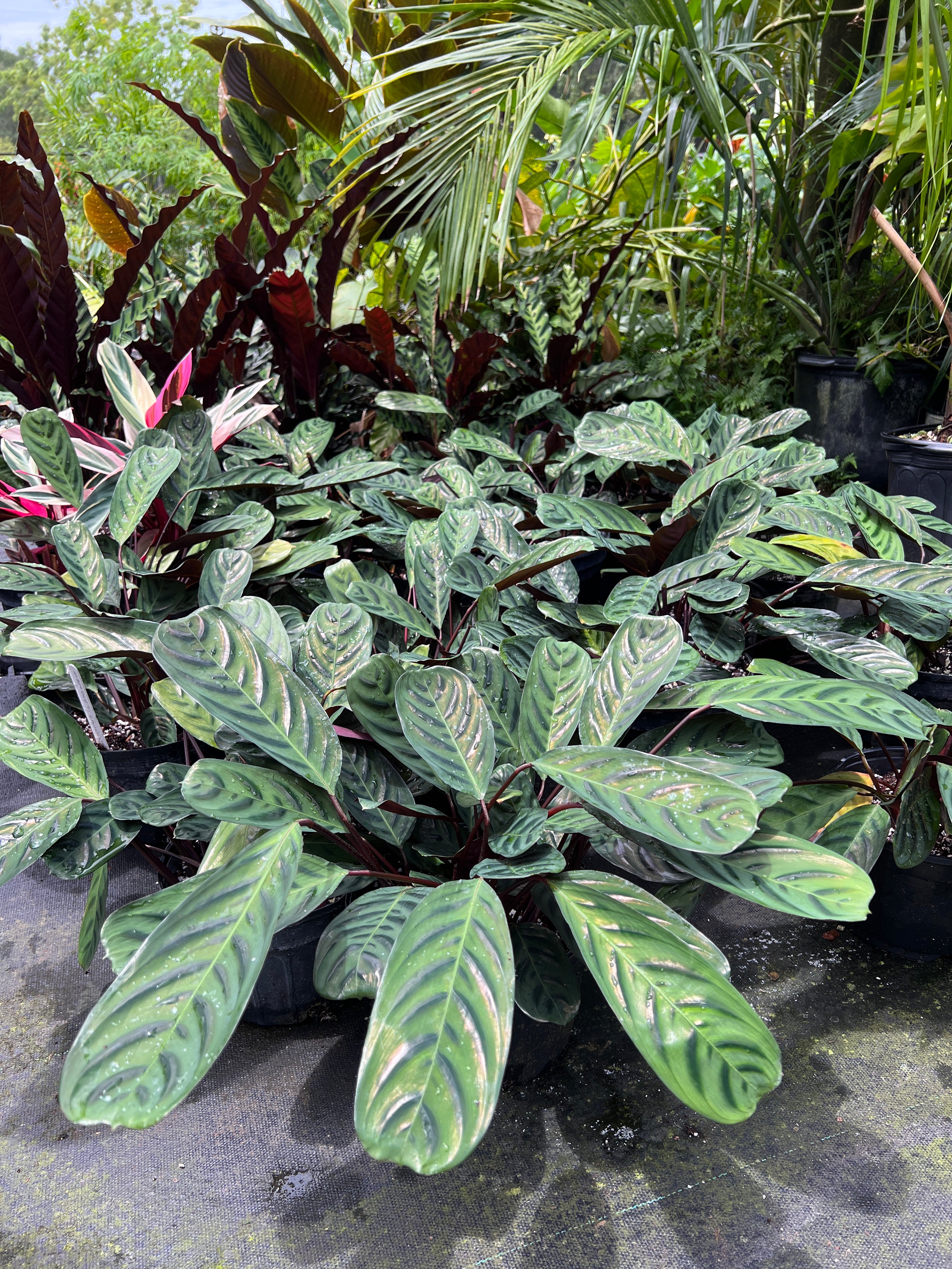 Ctenanthe burle-marxii var. obscura