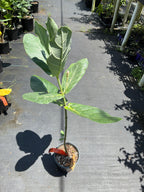 Calotropis gigantea