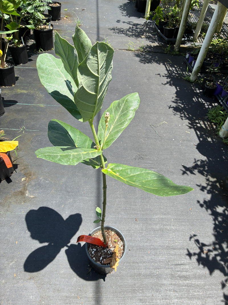 Calotropis gigantea